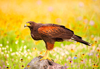 Harris's Hawk with full crop