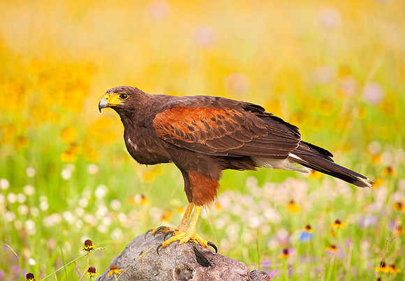 Harris's Hawk with full crop