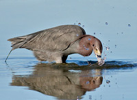 Little Blue Heron Lunging