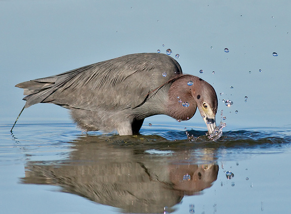 Little Blue Heron Lunging