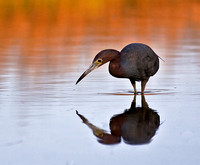 Little Blue Heron at Dawn