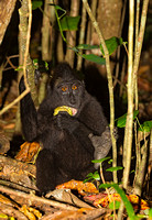 Black-Crested Macaque Eating Foliage
