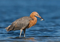 Reddish Egret with Fish