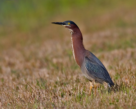 Green Heron