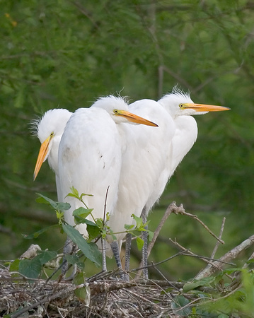 Great Egret Chicks