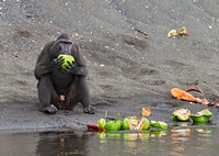 Black-Crested Macaque Eating Coconut