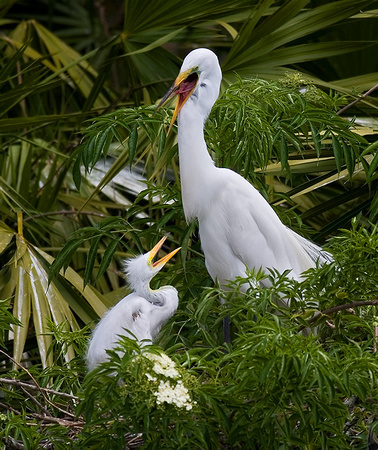 Great Egret Chick Begging