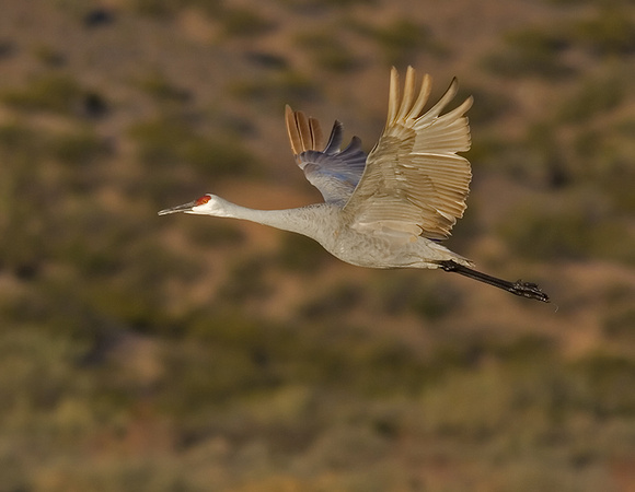Sandhill Crane