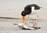 Oystercatcher Scavenging Dead Fish