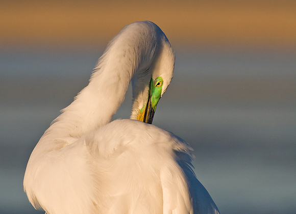 Great Egret in Breeding Plumage
