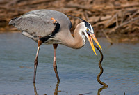 Great Blue Heron with Snake