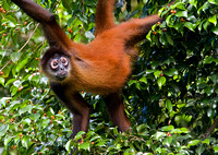 Spider Monkey