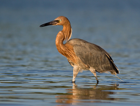 Reddish Egret