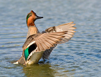 Green-Winged Teals