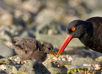 Oystercatcher Feeding Chick
