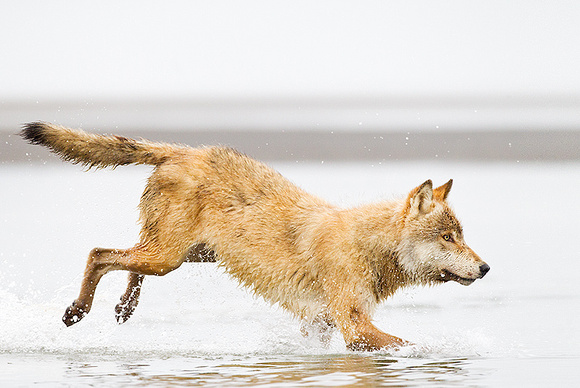 Gray Wolf Fishing Attempt