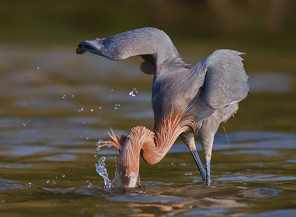 Reddish Egret Lunging for Fish