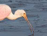 Roseate Spoonbill