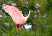 Roseate Spoonbill