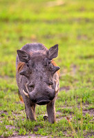 Warthog