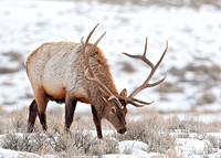 Bull Elk