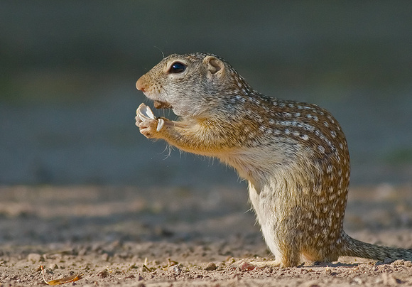 Mexican Ground Squirrel