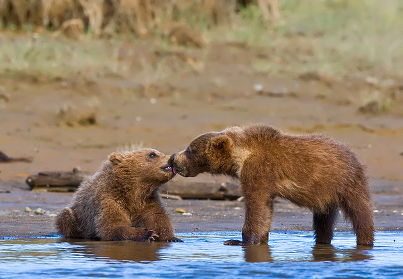 Kissing Cubs