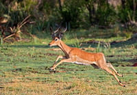 Impala Running