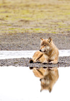 Gray Wolf Relaxing