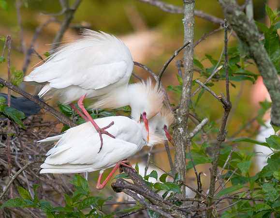 Cattle Egret Male Nips Female's Neck After Mating