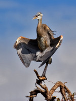 Great Blue Heron