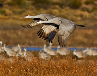 Sandhill Cranes