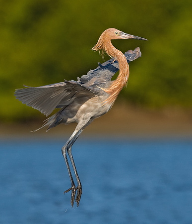 Reddish Egret Landing