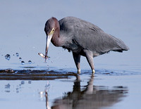 Little Blue Heron with Fish