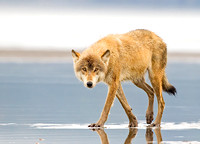Gray Wolf