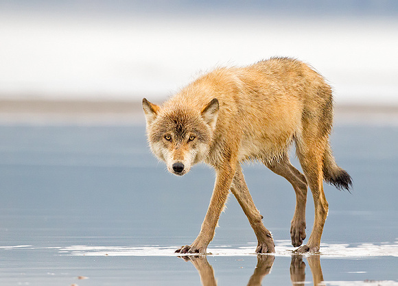 Gray Wolf