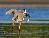 Great Blue Heron with Fish