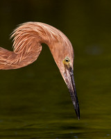 Reddish Egret