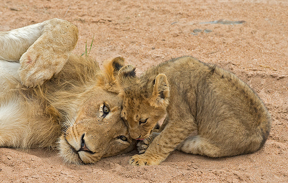 Cub Nuzzling Juvenile Male