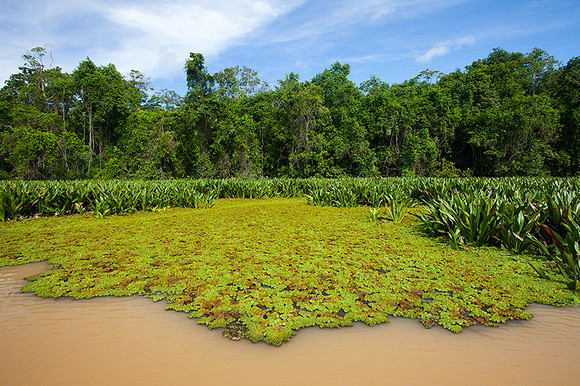 Menanggul Branch of Lower Kinabatangan River