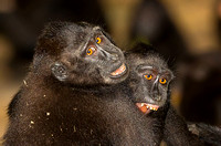 Black-Crested Macaques Playing