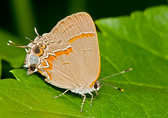 Gray Hairstreak Butterfly