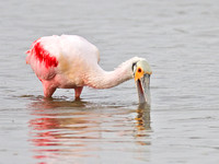 Roseate Spoonbill