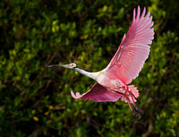 Roseate Spoonbill