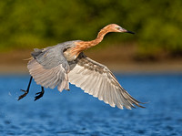 Reddish Egret Taking Off