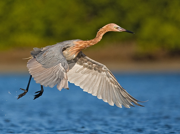 Reddish Egret Taking Off