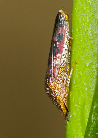 Moth