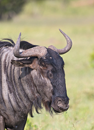Wildebeest