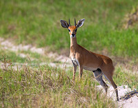 Steenbok