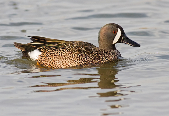 Blue-Winged Teal